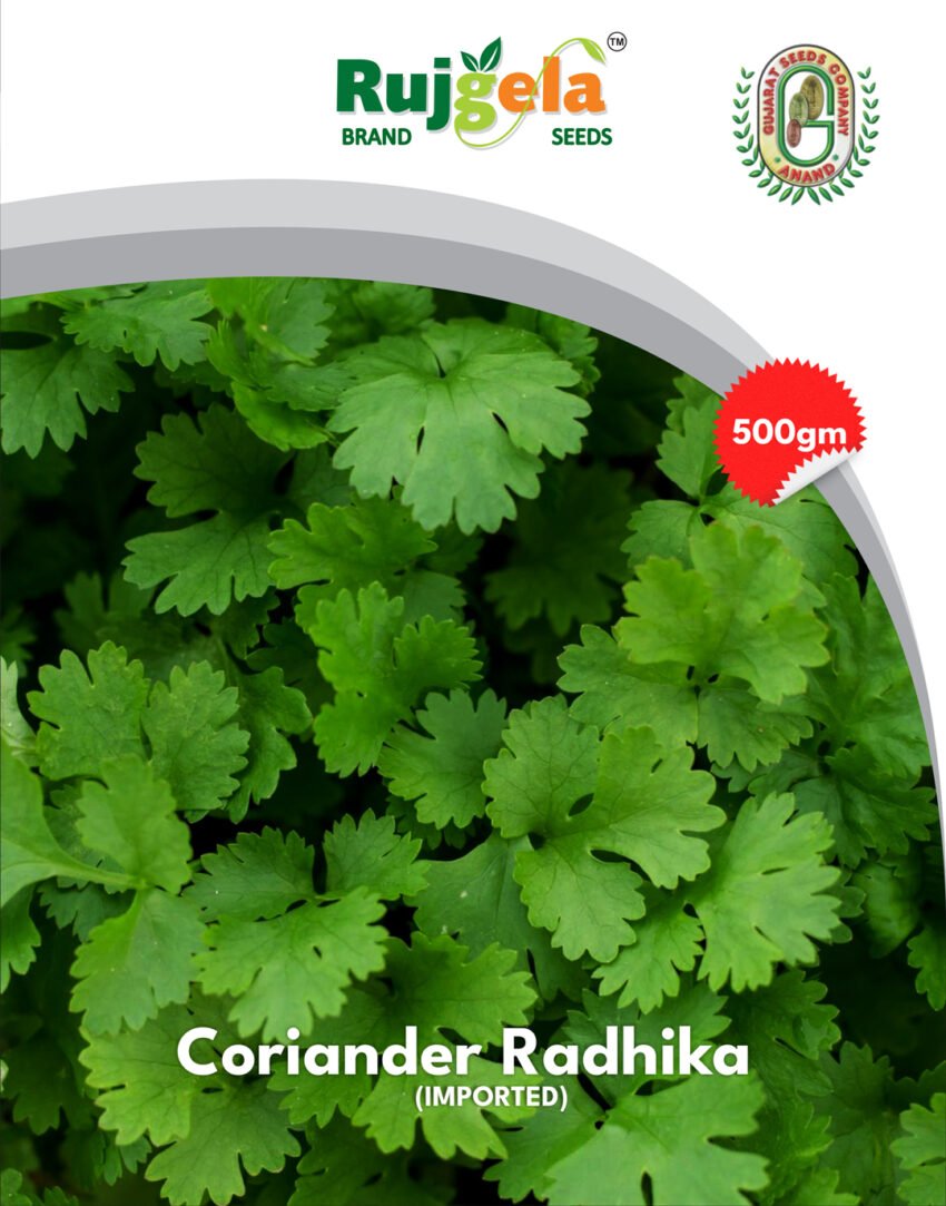 Coriander Radhika