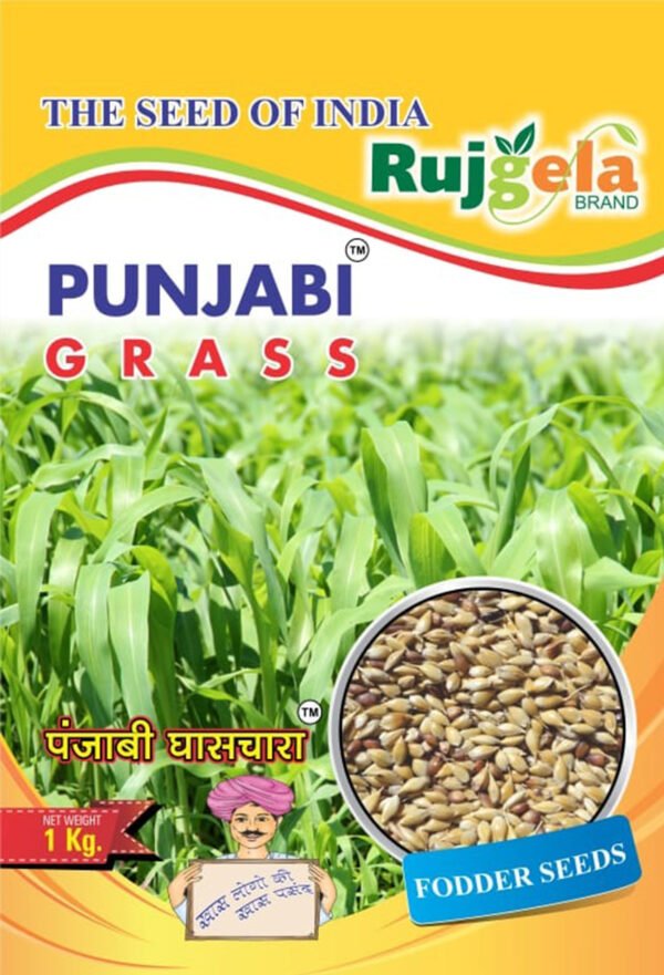 Punjabi Grass