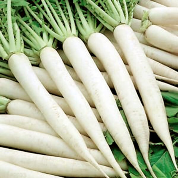 Hill Queen Radish - Image 2
