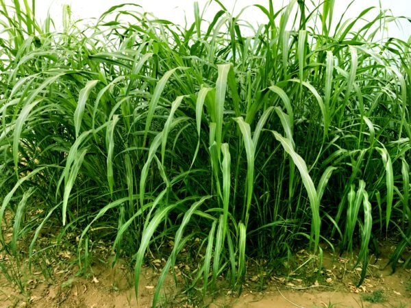Black Diamond Grass