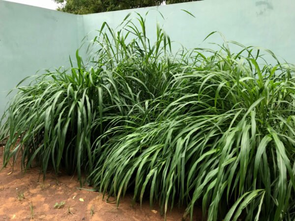 Black Diamond Grass - Image 2