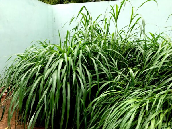 Black Diamond Grass - Image 3