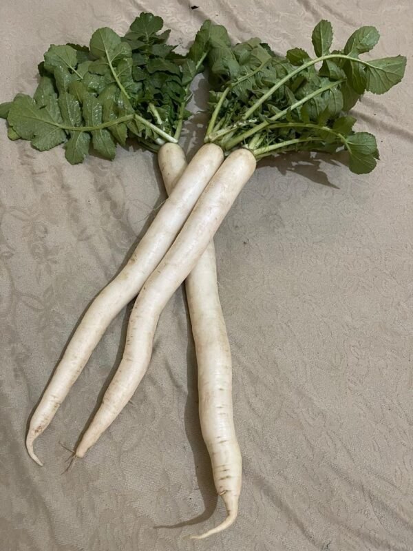 Hill Queen Radish