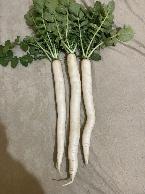 Hill Queen Radish - Image 5