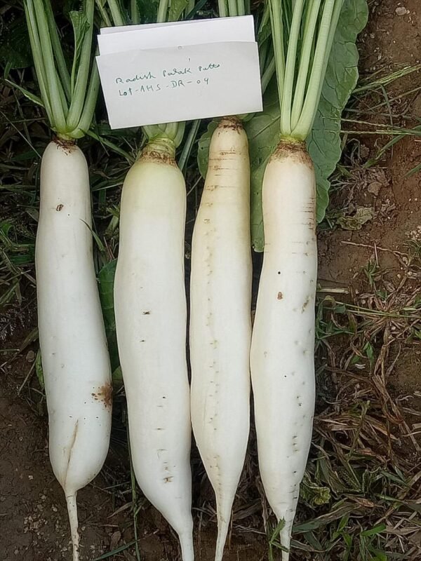 Radish Palak Patta - Image 3