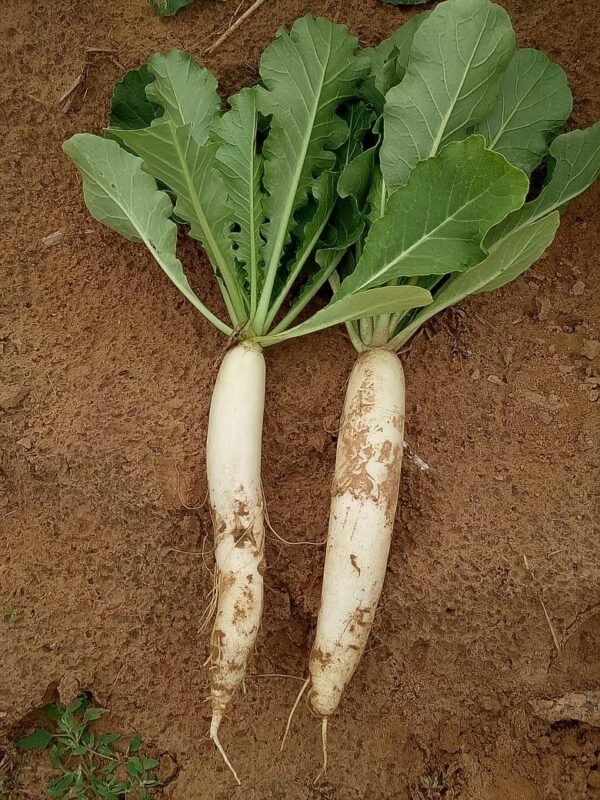 Radish Palak Patta - Image 4