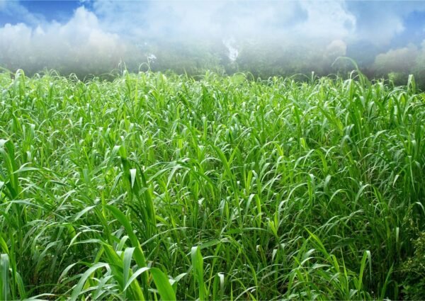 Punjabi Grass - Image 3