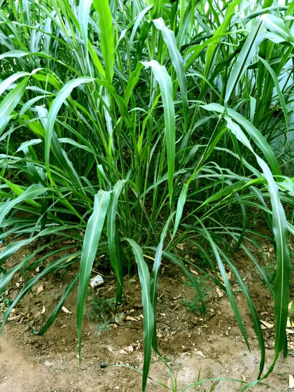 Black Diamond Grass - Image 4